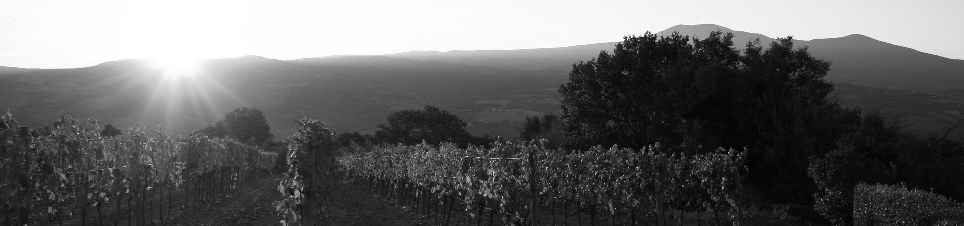 Cesty za vínem: Toskánsko