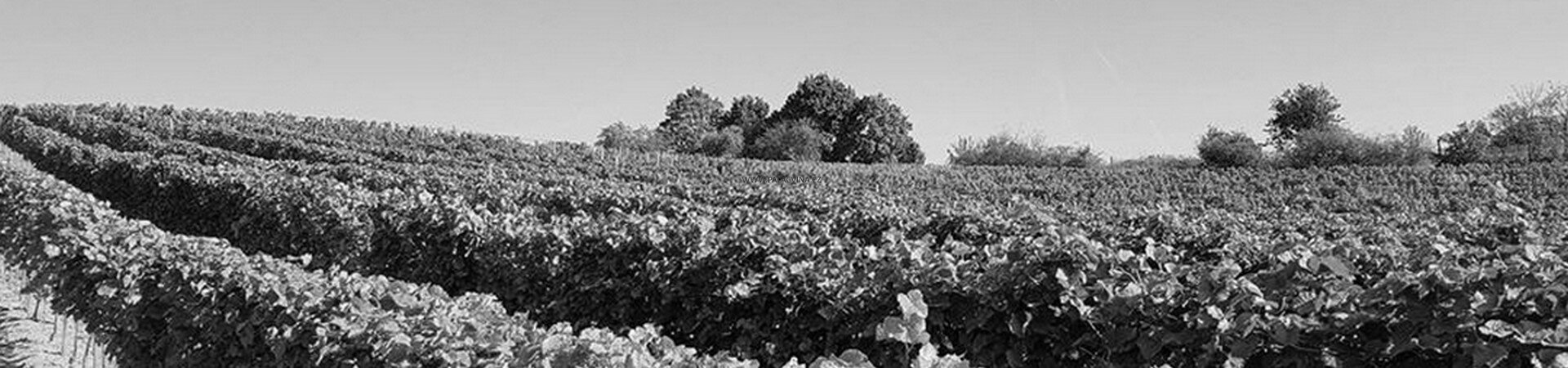 "Na víkend vinařem" u Václava Šalši